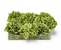 Olive Mist Hydrangeas