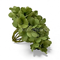 Olive Mist Hydrangeas