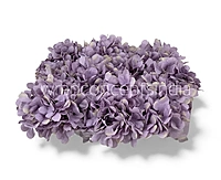 Periwinkle Hydrangeas