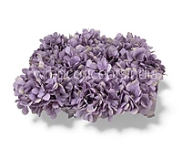 Periwinkle Hydrangeas