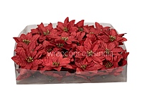 Crimson Spark Poinsettia