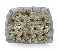 Champagne Spark Poinsettia