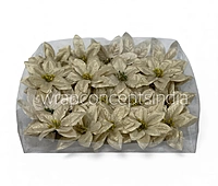 Champagne Spark Poinsettia
