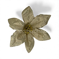 Champagne Spark Poinsettia