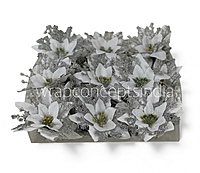 White Poinsettia with Silver Sprigs