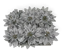 Silver Twilight Poinsettia