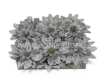 Silver Twilight Poinsettia