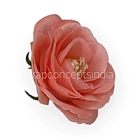 Coral Rose Flower