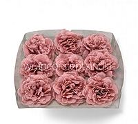 Rosewood Pink Moutan Peony