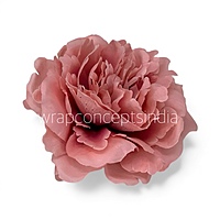 Rosewood Pink Moutan Peony