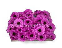 Fuchsia Pink Gerberas