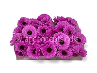 Fuchsia Pink Gerberas