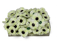 Lemon White Gerberas