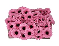 Patel Pink Gerberas
