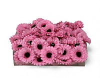 Patel Pink Gerberas