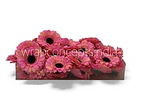 Sunset Coral Gerberas