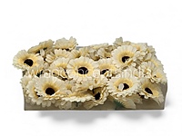 Cream Gerberas
