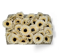 Cream Gerberas
