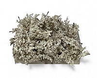 Frosted Oakleaf Twig