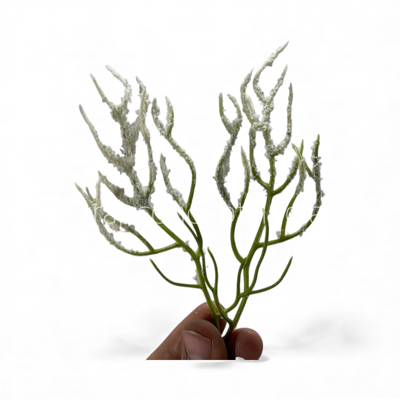 Snow-Dusted Coral Sprig