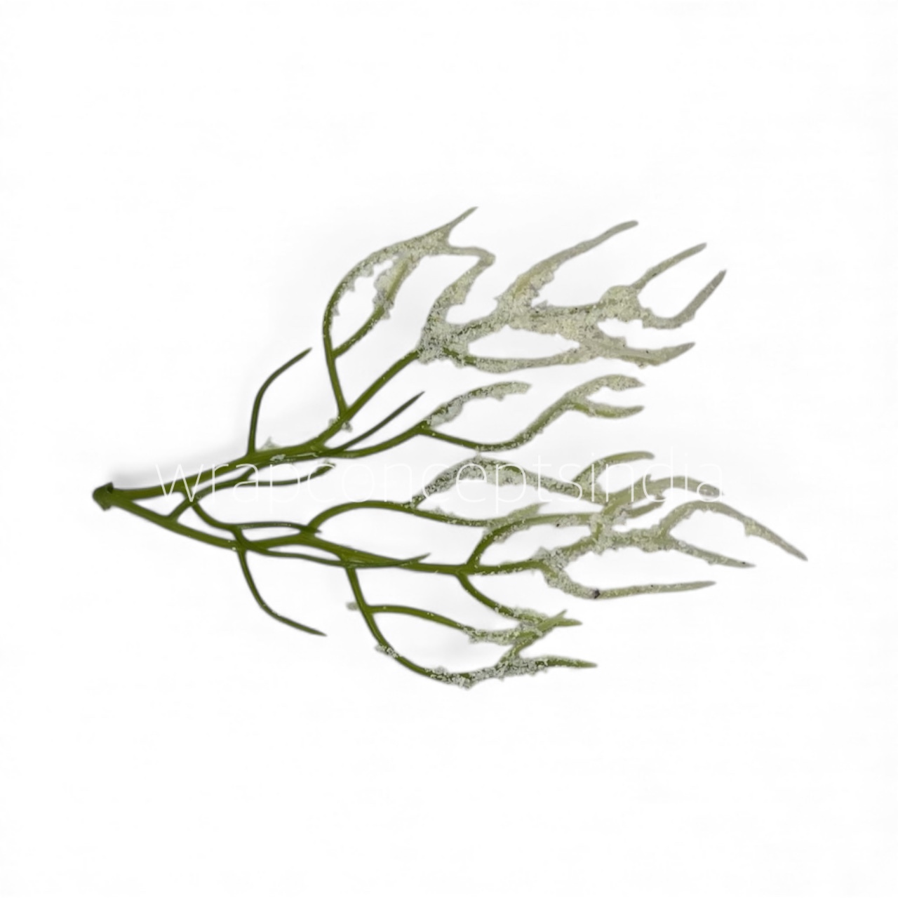 Snow-Dusted Coral Sprig