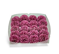 Raspberry Blush Carnation