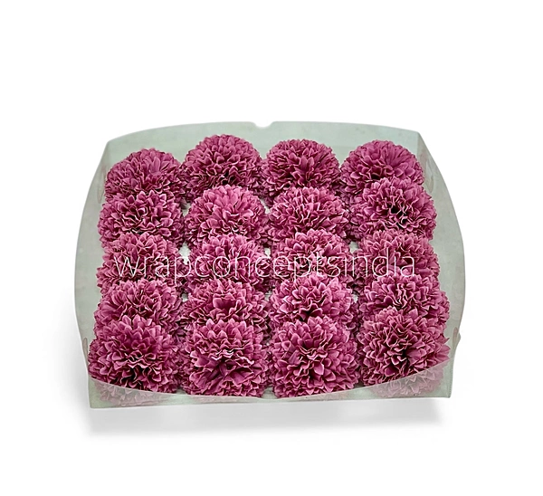 Raspberry Blush Carnation