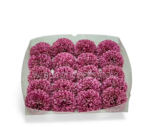 Raspberry Blush Carnation