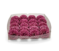 Raspberry Blush Carnation