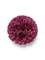 Raspberry Blush Carnation