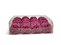 Raspberry Blush Carnation