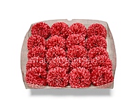 Blush Coral Carnation