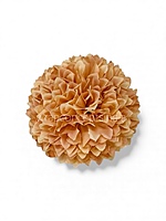 Soft Apricot Carnation