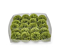 Meadow Green Carnation