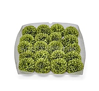 Meadow Green Carnation