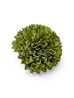 Meadow Green Carnation