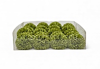 Meadow Green Carnation