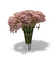 Baby Breath's Bunch