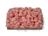 Peach Foam Carnation