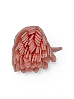 Peach Foam Carnation