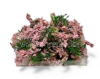 Green Fern Leaves with Light Pink Edges