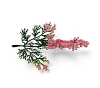 Green Fern Leaves with Light Pink Edges