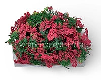 Green Fern Leaves with Red Edges
