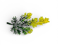 Green Fern Leaves with Yellow Edges