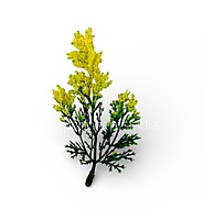 Green Fern Leaves with Yellow Edges