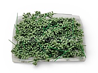 Meadow Bud Leaf Filler