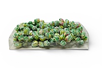Seafoam Rose Buds on Stick