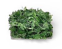 Small Monstera Leaves