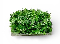 Small Monstera Leaves