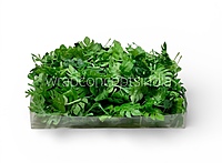 Small Monstera Leaves